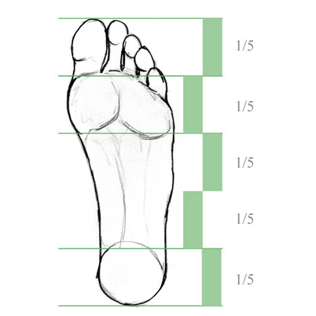proportions of a foot